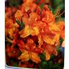POWERS TO FLOWERS - AZALEA MOLLIS ARANCIO XXL, AZALEA DA ESTERNO, vaso 26cm, pianta vera