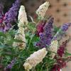 Vivaio di Castelletto Albero delle Farfalle, Buddleja Davidii Tricolor, Buddleia Pianta in Vaso ø18 cm h 60/100 cm, Pianta Vera Vivaio di Castelletto