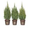 vannucci piante Juniperus chinensis 'Stricta', Ginepro, Cespuglio, Pianta vera in vaso Vannucci Piante, Pianta da terrazzo (cod. 6) (3x)