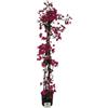 VIVAI DEL SOLE Bougainvillea Glabra, Rampicante, Pianta ornamentale da esterno prodotta da Vivai del Sole vaso diametro cm 18