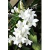 Generic Stephanotis floribunda Madagascar Jasmin Vigne Rare Graines De Fleurs Parfumées 5 GRANI