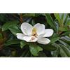 Vivaio di Castelletto Magnolia grandiflora pianta sempreverde in vaso ø18 h 1 metro circa Vivaio di Castelletto