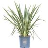 Vannucci Piante - Phormium tenax Variegatum, Pianta vera in vaso, Pianta da terrazzo