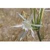 Generic Portale bello??? Pancratium Maritimum - Amaryllidaceae - Giglio di Mare 50 Semi