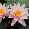 NATURAVIVA BASSANO NINFEA RUSTICA RESISTENTE VARI COLORI (ROSA - Marliacea Carnea)