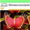 SAFLAX - Venere acchiappamosche - 10 semi - Dionaea muscipula