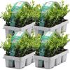 GardenersDream 24X Ilex Crenata 'Jenny' - Piante da siepe sempreverdi resistenti e a bassa manutenzione - Arbusti per tutto l'anno per bordure e arte topiaria