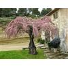 Vivaio di Castelletto Tamerice comune Tamarix gallica tamarisco cipressina pianta h 60/80 cm Vivaio di Castelletto