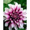 Generic 50 pezzi Rari semi dalia Semi cinesi fleur magnifique balcone terrasse de jardin pour la maison jardin 3