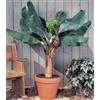Seeds and Things Dwarf Cavendish Banana Tree- 6 Seeds - Musa acuminate by Seeds and Things
