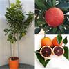 SAVINI VIVAI L'ARTE DI FARE NATURA SAVINI VIVAI Pianta di Arancio Albero di Agrumi Arancio Moro in Vaso da 24 cm Altezza 90-110 cm 3-4 Anni di innesto Made Italy
