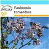 SAFLAX - Confezione regalo - Albero della principessa - 200 semi - Paulownia tomentosa