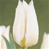 Generic Portal Cool 10 X 'Agrass bianchi' Jardin tulipano Bulbi, splendide, con spedizione immediata