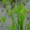 Generic semi di cyperus papyrus, balcone veri papiro, appartamento autunnali resistenti per il giardino resistenti 100pcs