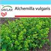 SAFLAX - Confezione regalo - Erba stella - 100 semi - Alchemilla vulgaris