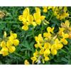 Mondo Ape Semi Fiori per Api - Sementi Mellifere per Api - 1 kg - Semi per Apicoltura - Semi per Fiori Melliferi Ginestrino