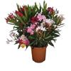 Generic N2 Pianta Oleandro, Nerium Oleander, Piante a cespuglio, Piante da siepe per esterno diametro vaso 22 cm fiori colori casualii (Bianco)