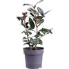 eGarden.store Pianta vera di Camelia diverse varietà fiori vari colori ornamentale da coltivare all'esterno su balcone, terrazzo e giardino venduta da eGarden.store (Japonica Femme Fatale)