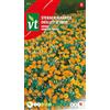 Arborix Semi di Calendula in Miniatura Arancione - Estremamente Fiorifera - Pianta Nana per Bordure