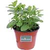 eGarden.store Pianta di Menta Comune Piperita Pianta di Menta pianta da esterno pianta aromatica pianta profumata pianta vera di Menta Comune Piperita venduta da eGarden.store