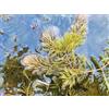 Geosism & Nature Ceratophyllum demersum, pianta acquatica Galleggiante ossigenante per laghetto