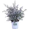 eGarden.store Pianta di Eucalipto o Eucalyptus Gunnii Pianta da esterno in vaso cespuglio o alberello da giardino vera venduta da eGarden.store (Eucalipto vaso 17cm)