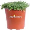 eGarden.store Timo Serpillo Minore Thymus Serpyllum Minor - Pianta da Esterno Tappezzante Aromatica Ornamentale Venduta da eGarden.store