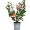 Vannucci Piante, Camelia, Pianta da terrazzo, Cespuglio (rosa)