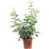 eGarden.store Pianta di Bignonia Capensis o Tecoma Capenis pianta ornamentale fiore arancione da esterno pianta vera di Bignonia rampicante venduta da eGarde.store