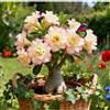 CUIKWA Rosa del Deserto Rara/Perenne Resistente/Tubero di Rosa del Deserto/Rara/Bassa Manutenzione/Decorazione d'Interni-2 Rizoma-D