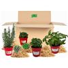 P. Piantine da Orto | Kit Orto Pronto Balcone della Pizza, 1 Pianta di Origano, 1 Basilico, 1 Maggiorana, 1 Rosmarino, Tot 4 Piantine in Vaso Ø 14 cm, Vere da Esterno Aromatiche, Vivaio Italiano