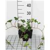 GRDplanten 12 x Hedera hibernica - Edera irlandese - vaso 9x9 cm