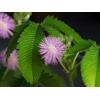 SeedsSelect Semi di Mimosa pudica Sensitiva da fiore acacia sensitiva