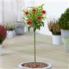 GardenersDream Albero da giardino resistente Prunus Red Peachy Patio, pronto per fiorire, in vaso da 3L.