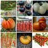GHINO DI TACCO 90 Semi POMODORO in 9 Varietà RARE e RICCHE di SOSTANTE NUTRITIVE, COLLEZIONE 3: 10 POMODORO GIGANTE ITALIANO, 10 CILIEGINO NERO,10 GIGANTE BIANCO,10 CUOR DI BUE, 10 PIENNELO DEL VESUVIO,10 TOMATO GIANT,10 DATTERINO,10 BIG RAINBOW,10 CERISE