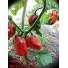 GHINO DI TACCO SEMI PEPERONCINO HABANERO -NUOVE VARIETA' POCO COMUNI-