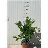 Generico Vivaio Garden Forest Pianta di Magnolia x Brookynensis, Yellow Bird, Fiore giallo, H70cm, Arbusto ornamentale, Altezza 8m massima, Pianta da ombra, Pianta focale, Pianta vera