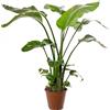 GardenersDream Strelitzia Nicolai, grande pianta da interno, vera sempreverde, alta e esotica.