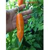 GHINO DI TACCO SEMI PEPERONCINI-ROCOTO MANZANO RED-ROCOTO CANARIO YELLOW- AJI AMARILLO- AJI PANCA +GUIDA ALLA COLTIVAZIONE