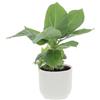KENTIS - Musa Acuminata Dwarf Cavendish - Banano Pianta Vera - Altezza 30-40 cm e Vaso Ø 13 cm