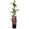 Bloomique - Clematis 'Ville de Lyon' - Clematide - Rosa scuro - Rampicante - Piante da giardino - Resistente al freddo - Alta 50-70 cm - Vaso 15 cm
