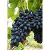 Vivai VALTELLINA UVA DA TAVOLA NERA BLACK MAGIC,RESISTENTE, GRANO CROCCANTE, PRECOCE GIA' PRODUTTIVAVASO 2 LITRI 60-70 CM