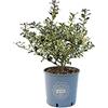 Vannucci Piante - Ilex aquifolium 'Argenteomarginata', Agrifoglio variegato, Pianta vera in vaso, Pianta da terrazzo (cod. 22)