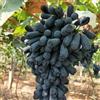 VJIDOSO Rizomi d'uva,resistenti,uva a tavoletta,acquista viti,rare,Decorazioni da giardino,Gratis e fragrante,Rizomi d'uva coltivazione,Piantare la vite.-1knolle-I