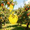 Generico Trappola per Calabroni Asiatici con Luci LED Solari, Nuovo Modello 2026 - Trappola per Vespe da Esterno Riutilizzabile con Doppio Ingresso, per Giardini, Terrazze e Orti (Confezione da 2) (B)