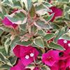 Generico Vivaio Garden Forest - Pianta di Bougainvillea Mini-Thai - arbusto rampicante da esterno, pianta alberello, Bougainvillea plants, perfetta per zone tropicali