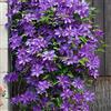 Bloomique - Clematis 'The President' - Clematide - Viola - Rampicante - Pianta da giardino - Resistente al freddo - Alta 50-70 cm - Vaso da 15 cm