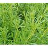 Generic Cleavers 100 Seeds: Cleavers sementi biologiche - Galium aparine Semi 25,50,100,100,50,100:Seeds