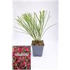 POWERS TO FLOWERS - GINESTRA ROSSA, VARIETA' 'BOSKOOP RUBY' pianta vera