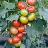 Generic Pomodoro F1 Crimson Crush F1 Graines x 5 Légumes Qualité Premium - 1ère Classe Post